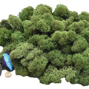Muwse Islandmoos Tannengrün 100 g Maßstab Spur G Modellbau